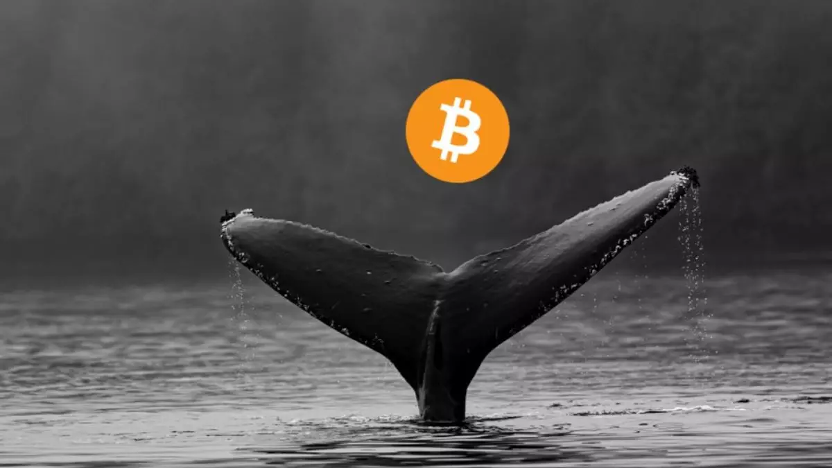 Bitcoin Enters Quiet Phase as Whales Take Control