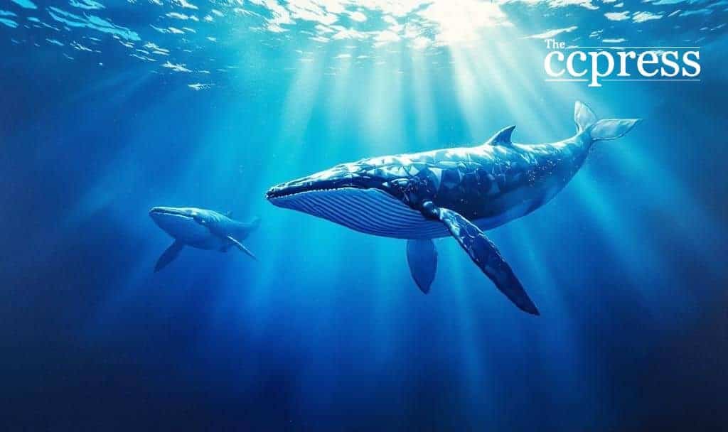 Ethereum Whales Acquire 800k ETH; ICO Wallets Revive